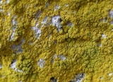 Leproplaca chrysodeta image