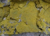 Leproplaca chrysodeta image