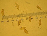 Boletus regius image