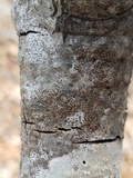 Opegrapha vulgata var. vulgata image