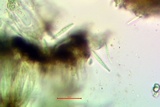 Opegrapha vulgata var. vulgata image