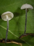 Tetrapyrgos nigripes image