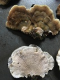 Cerrena unicolor image