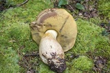 Boletus huronensis image