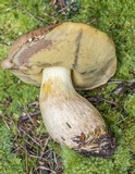 Boletus huronensis image
