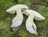 Boletus huronensis image