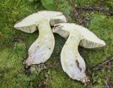 Boletus huronensis image