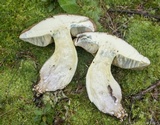 Boletus huronensis image