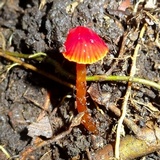 Hygrocybe hypohaemacta image