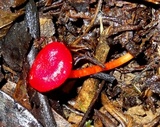 Hygrocybe hypohaemacta image