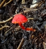 Hygrocybe hypohaemacta image