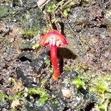 Hygrocybe hypohaemacta image