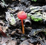 Hygrocybe hypohaemacta image