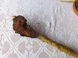 Echinodontium tinctorium image