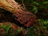 Echinodontium tinctorium image