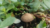 Panaeolus cinctulus image