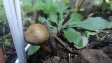 Panaeolus cinctulus image