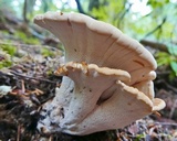 Bondarzewia occidentalis image
