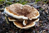 Bondarzewia occidentalis image