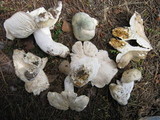Russula virescens image