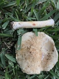 Amanita nauseosa image