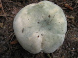 Russula virescens image