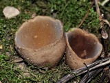Jafnea semitosta image