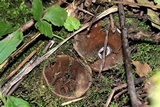 Jafnea semitosta image