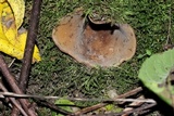 Jafnea semitosta image