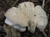 Russula virescens image