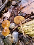 Conocybe rugosa image