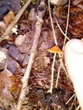 Conocybe rugosa image