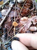 Conocybe rugosa image