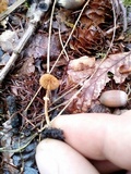 Conocybe rugosa image