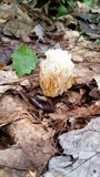 Ramariopsis kunzei image