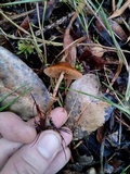 Conocybe rugosa image