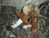 Cortinarius flavobasilis image