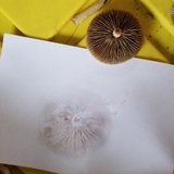 Agrocybe molesta image