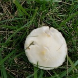 Agrocybe molesta image
