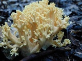 Ramaria flavescens image