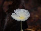 Leucocoprinus fragilissimus image