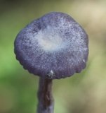 Laccaria amethystina image