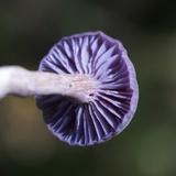 Laccaria amethystina image