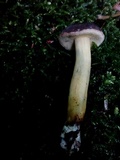 Imleria badia image