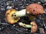 Butyriboletus taughannockensis image