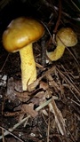 Suillus americanus image