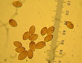 Cortinarius flavobasilis image