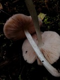 Pluteus salicinus image