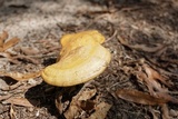 Ganoderma curtisii image