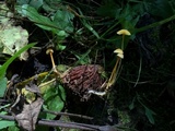 Mycena crocea image
